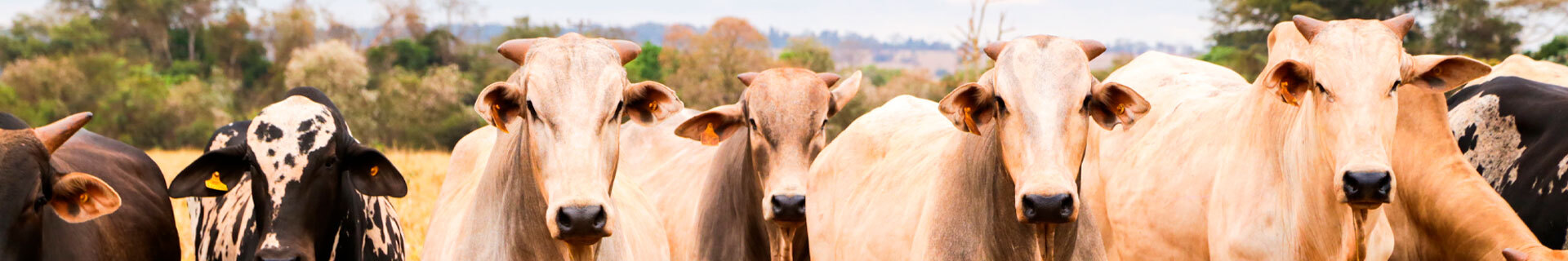 Controle de estoque e dinâmica de rebanho: práticas essenciais para iniciar a gestão da sua fazenda.